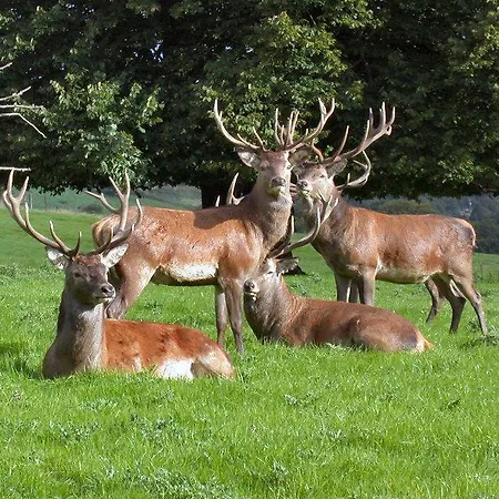בית הארחה 19th